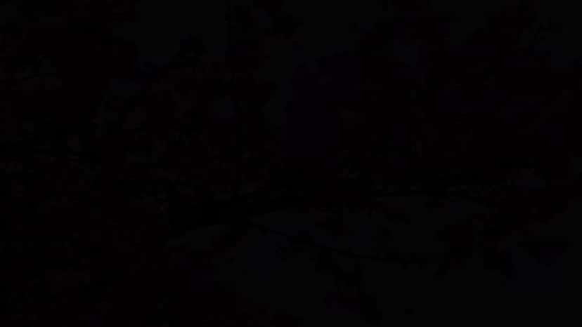 X (Twitter) adult video ad64nlhtvj3lq4ha