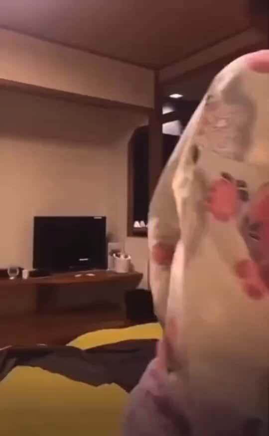 X(Twitter)エロ動画・アダルト動画 a0pqvcjy5tzy5xd7