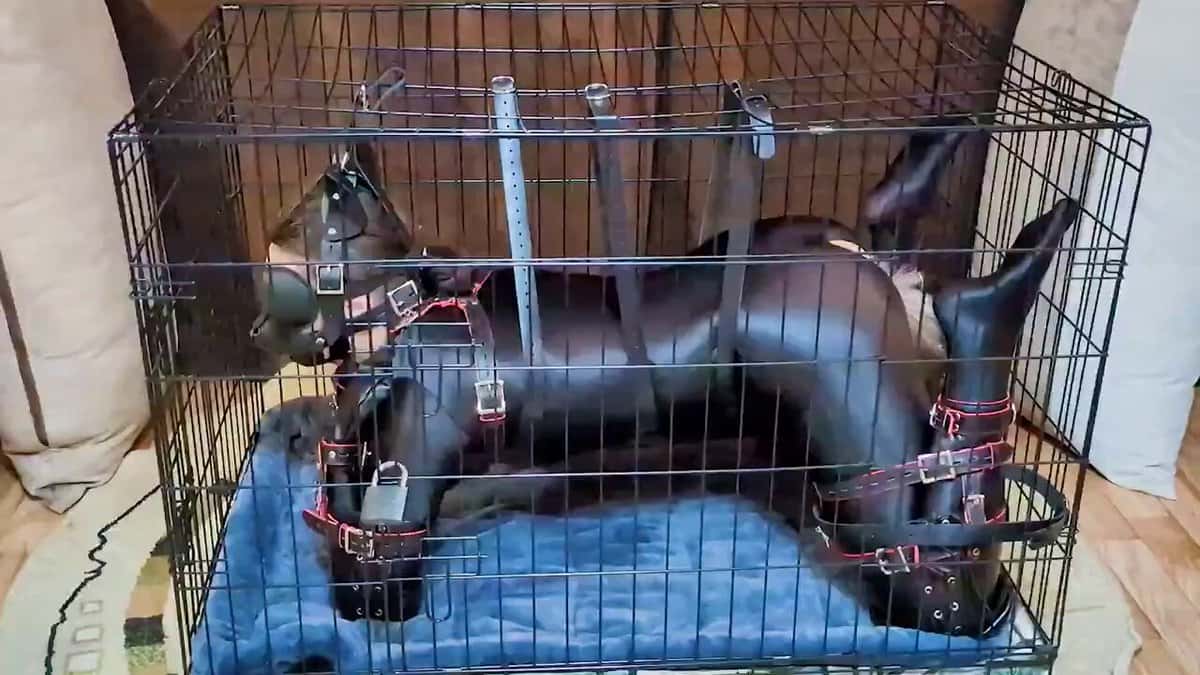 X(Twitter)エロ動画・アダルト動画 Jpv0_OKyb6Hlc1mj