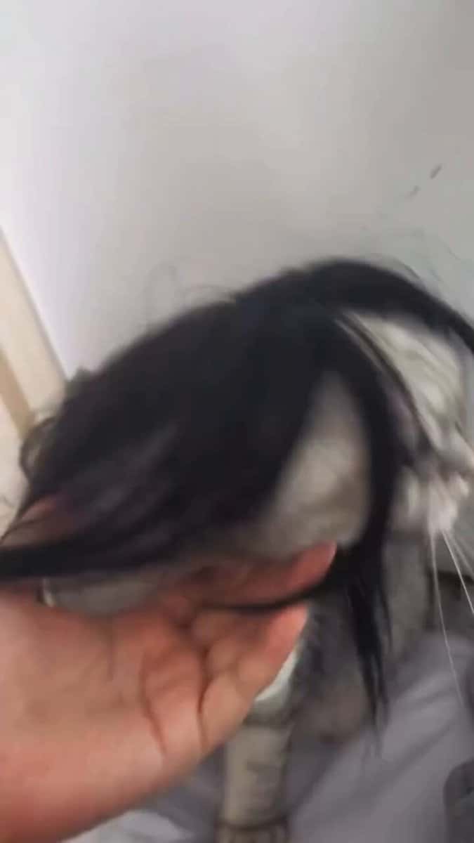 X (Twitter) adult video 6e2bFUwSBXTYVxfM