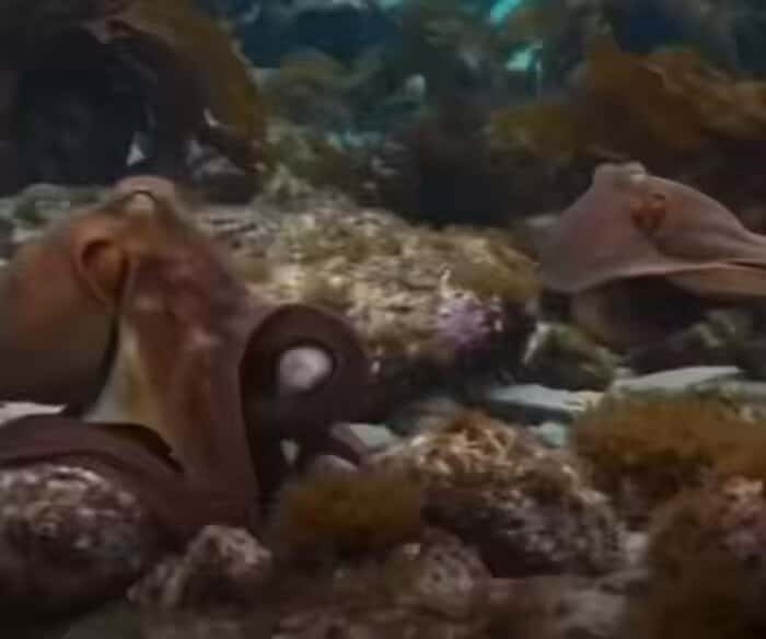 X (Twitter) adult video _cW00mYRroxhAzJ7