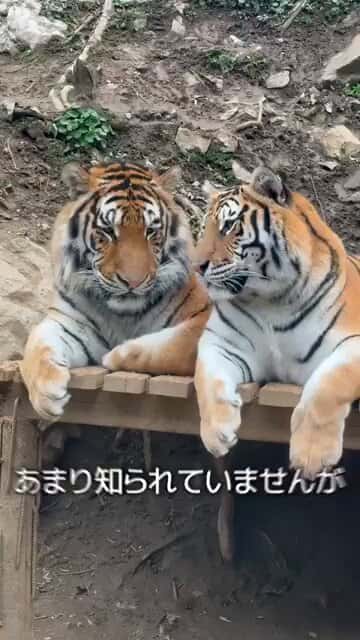 X(Twitter)エロ動画・アダルト動画 bblgyavrmcgpciw1