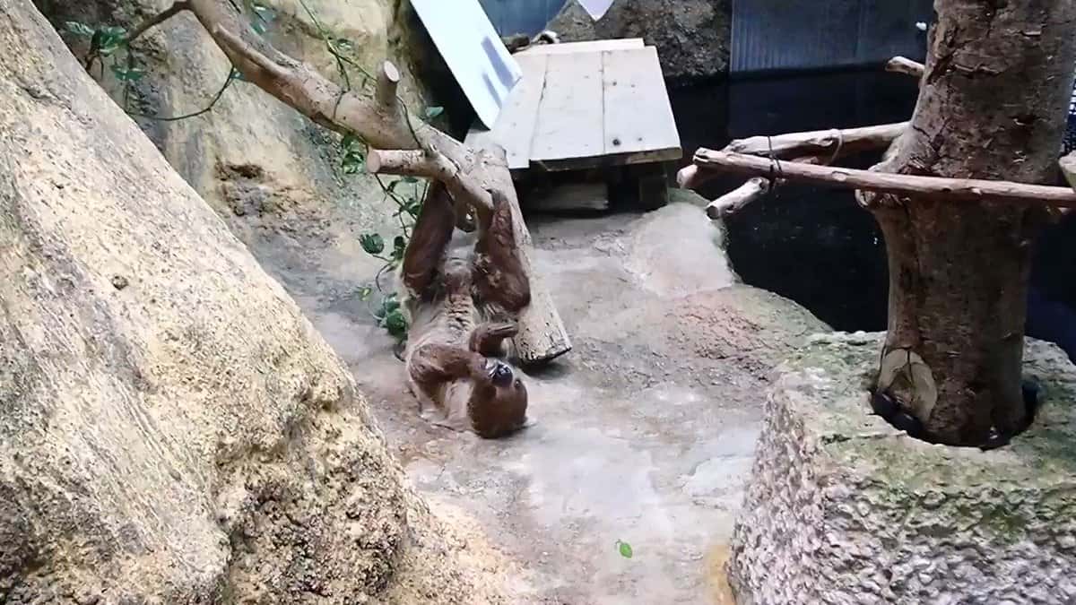 X (Twitter) adult video gqnrhg0mdnzflc1v