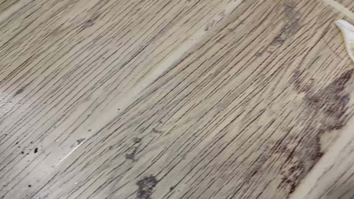 X (Twitter) adult video EiRD-norU_8Mh6T-