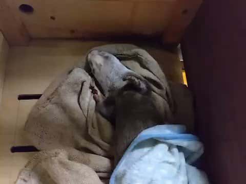 X (Twitter) adult video vvgvlq1nxk_ylfba