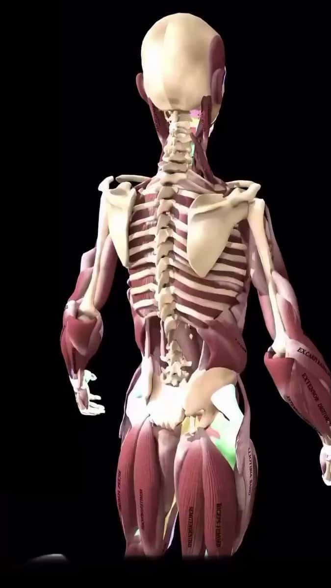 X (Twitter) adult video 0ai5m6yvswdjgav8