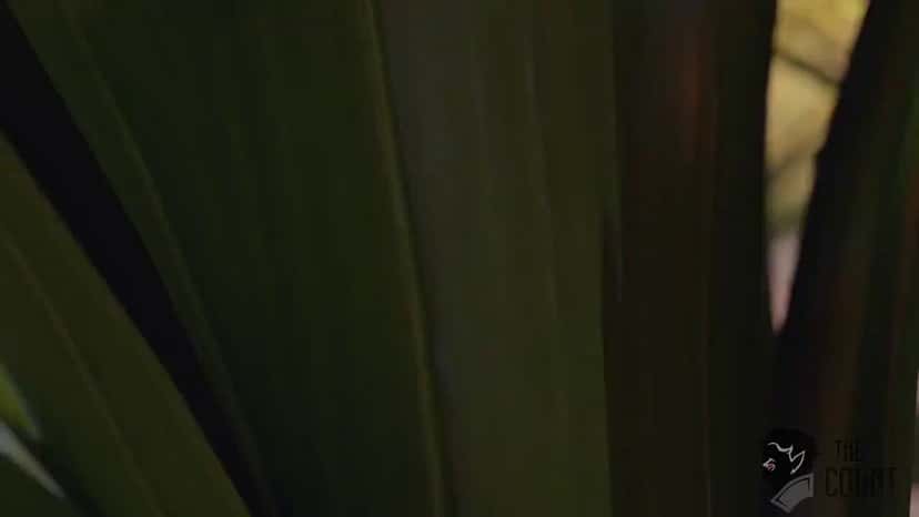 X (Twitter) adult video FFt0mgGQRL9p2JFX