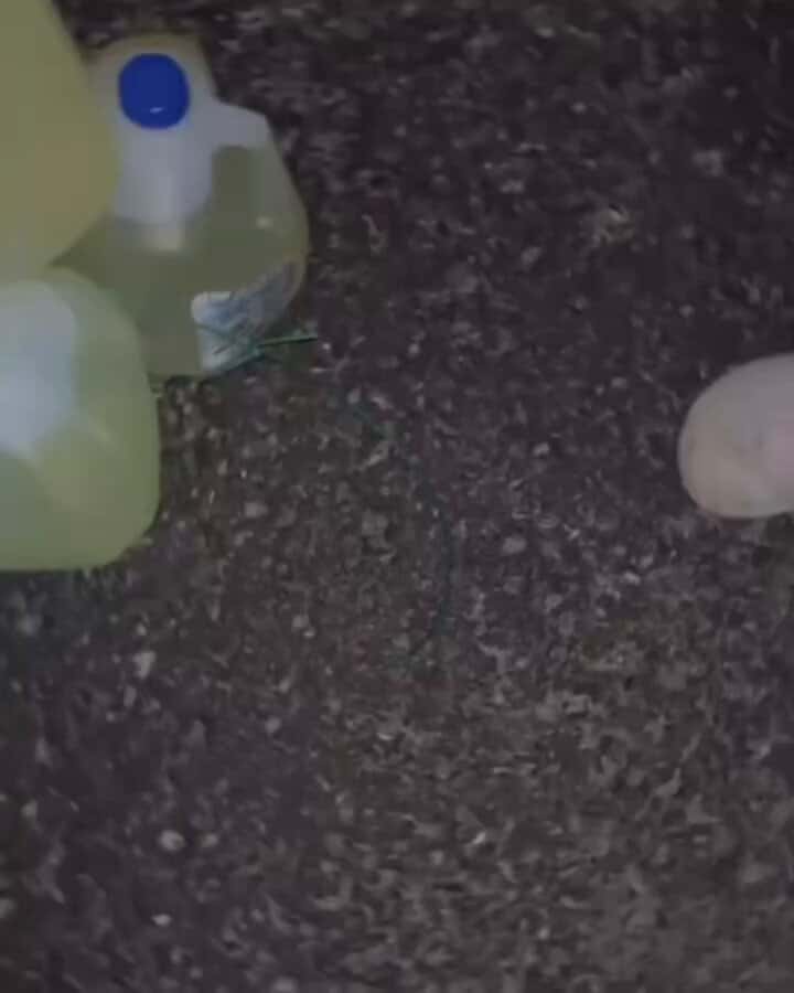 X (Twitter) adult video x5muq968ddmj_2dd