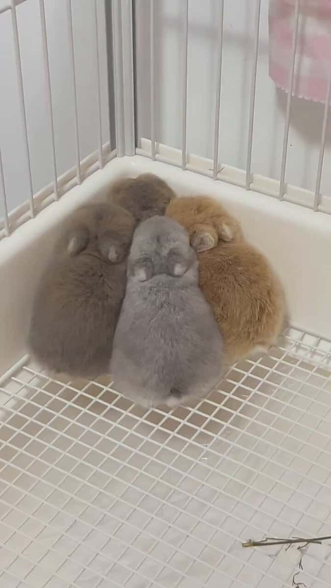 X(Twitter)エロ動画・アダルト動画 9JrHcFLKfz6BfHXA